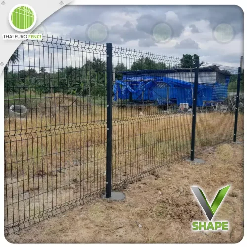 ส้มเกลี้ยง05