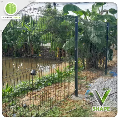 ส้มเกลี้ยง08